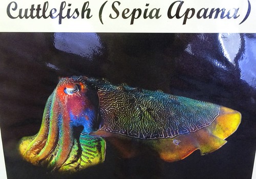 Whyalla. In the Maritime Museum is this photograph of a colourful giant cuttlefish which live and mate off the shores of Whyalla in Spencers Gulf. A diver's dream world.