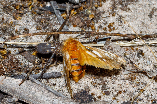 moth - Bag-Shelter Moth