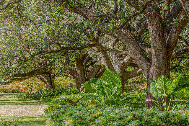 Beautiful Trees! IMG_0175