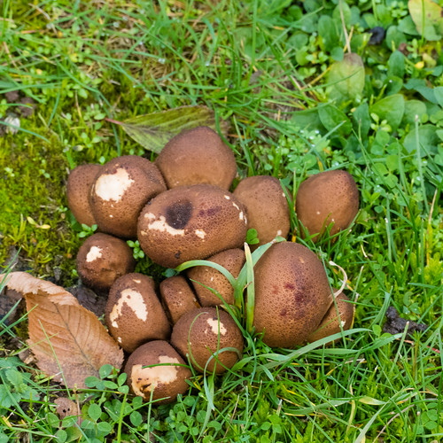 Umber-brown puffballs, West Park