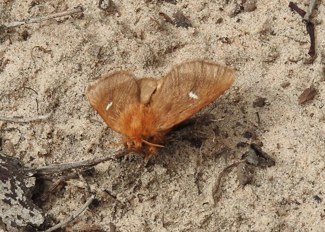 moth - Bag Shelter Moth
