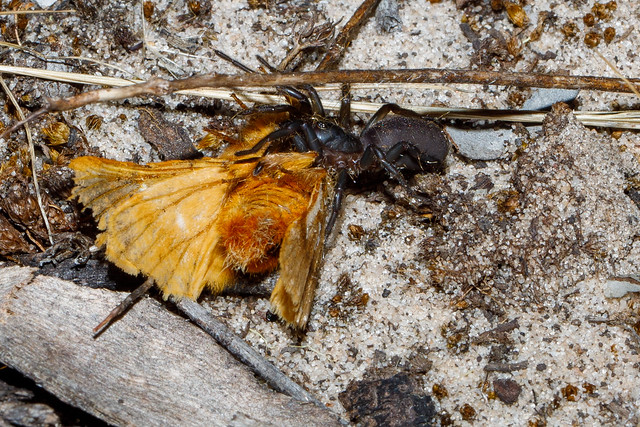 Mygalomorphae - Mouse or Trapdoor spider and Ochrogaster lunifer