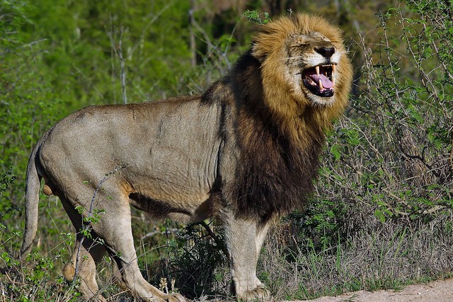 Male Lion Displaying The Flehmen Response (Panthera leo)