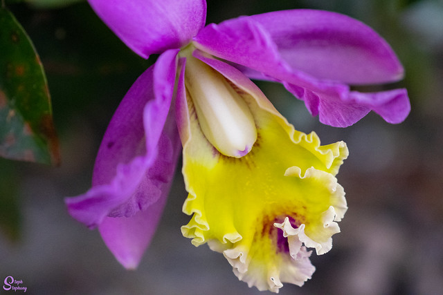 DSC_3958 ~ Cattleya Orchid