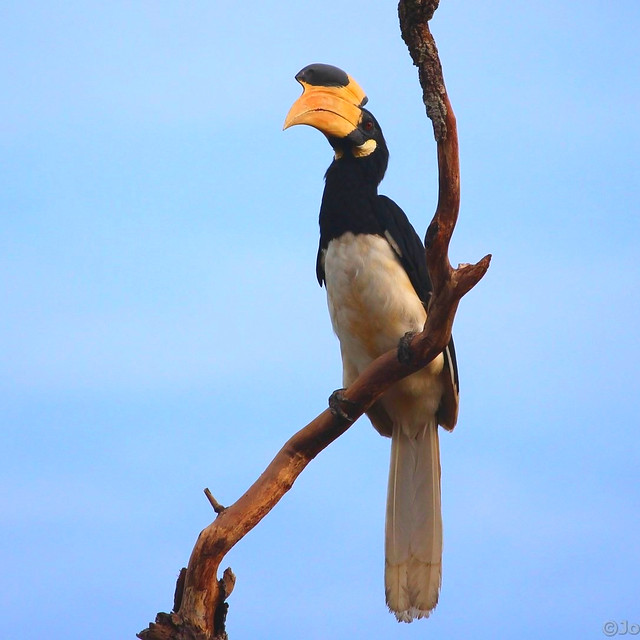 Malabarhornvogel (Anthracoceros coronatus) - Sri Lanka