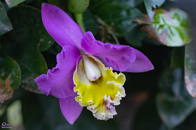 DSC_3963 ~ Cattleya Orchid