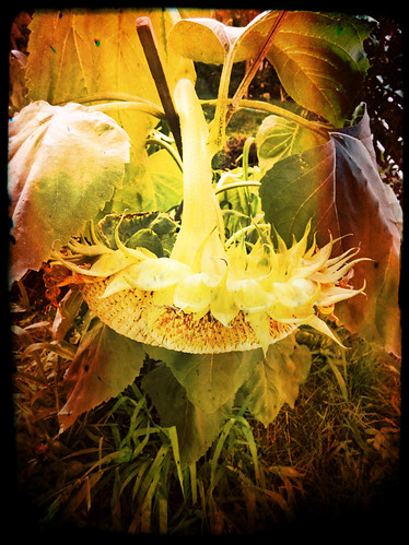 Drooping sunflower run through the photo app Pixlromatic