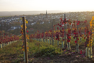 Blick aus den Weinbergen - View from the vineyards