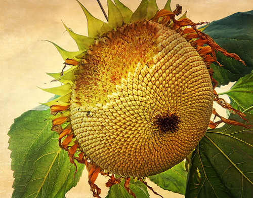 A dying sunflower run through the photo app Stackables