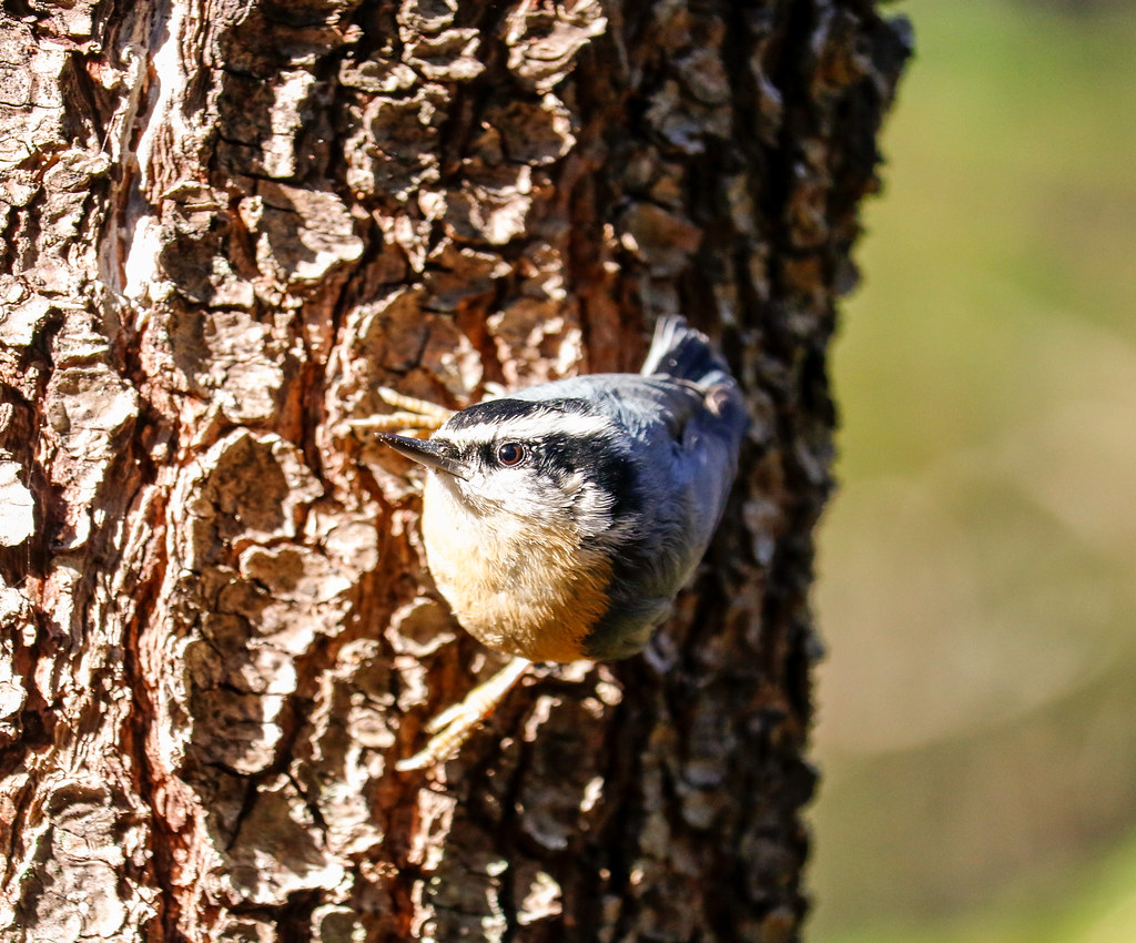 red-breasted-nuthatch-tree