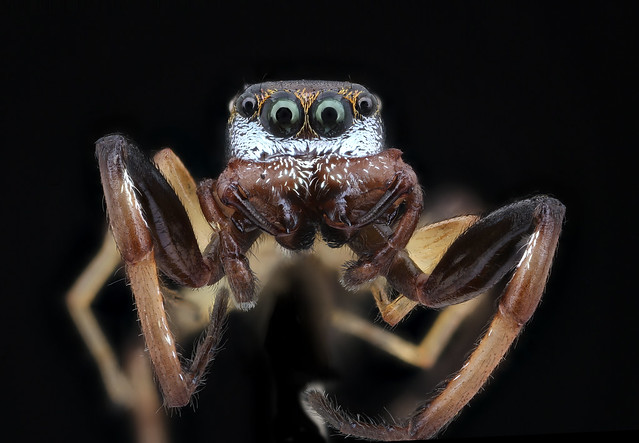 Jumping spider, skinny legs, face, MAGLEV_2020-08-12-18.47.42 ZS PMax UDR