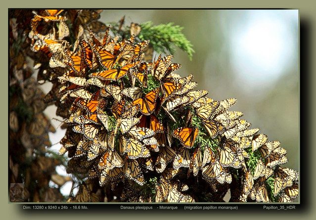 Monarch butterflies migration insects