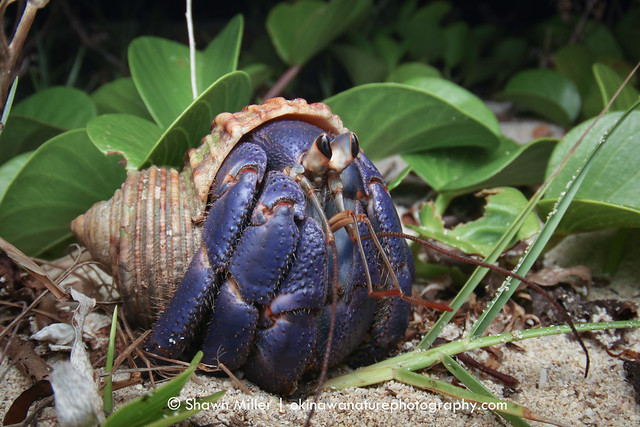 True blue - hewrmit crabs of the Ryukyu Islands