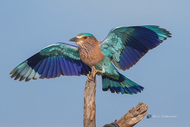 An Indian Roller landing on a Prize Perch