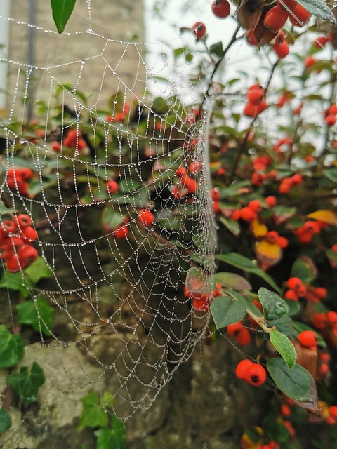 Web and berries