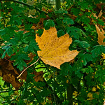 Autumn Leaf II