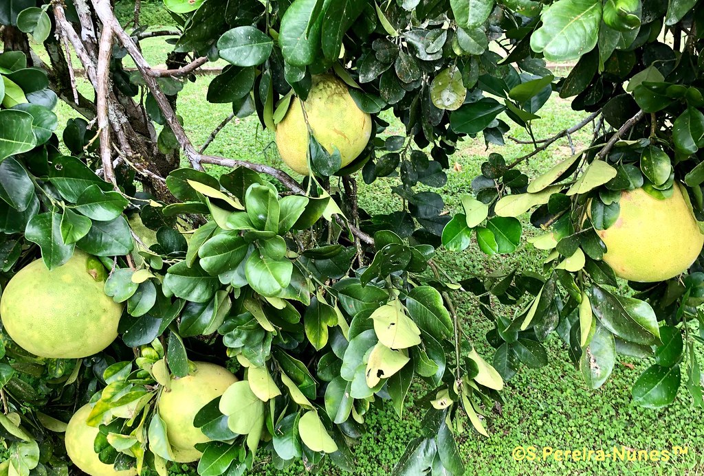 Grapefruit is part of the Orchard of the Bergendal Resort, Suriname