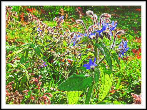 topazglow nikoncoolpixs9700 sliderssunday postprocessed borage flower garden 100flowers2020 hss backlit flora beautiful plant blueandgreen bokeh