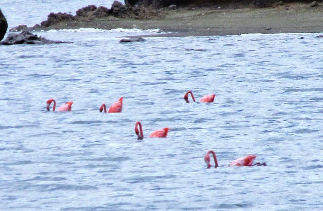Bonaire - Gotomeer - Flamingos