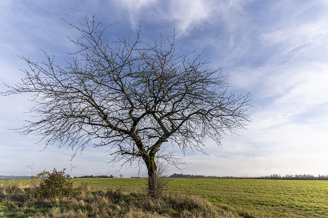 Baum in der Landschaft-734565