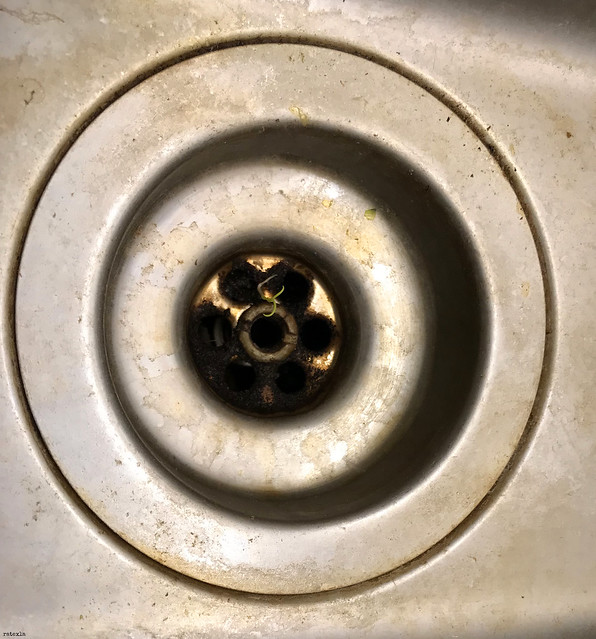 20191115_i1 So I hadn't cleaned my kitchen sink for a while & A TINYPLANT STARTED GROWING IN IT ^_^ | Gothenburg, Sweden