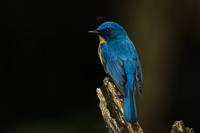 Ticklle's Blue Flycatcher