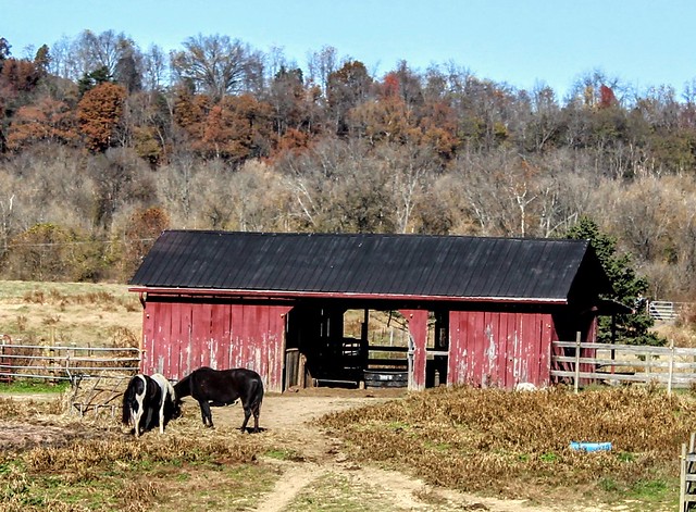 Red barn and horses
