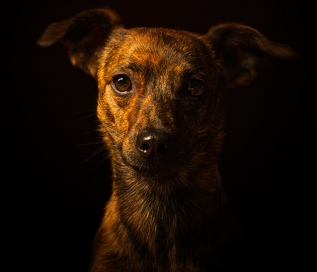 A Dogs Portrait