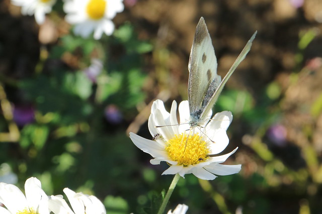 A cabbage butterfly and ants seeking the honey of the chrysanthemum