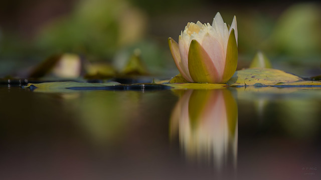 Water Lily   3110
