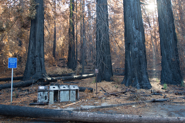 Big Basin Redwoods SP - post-fire tour