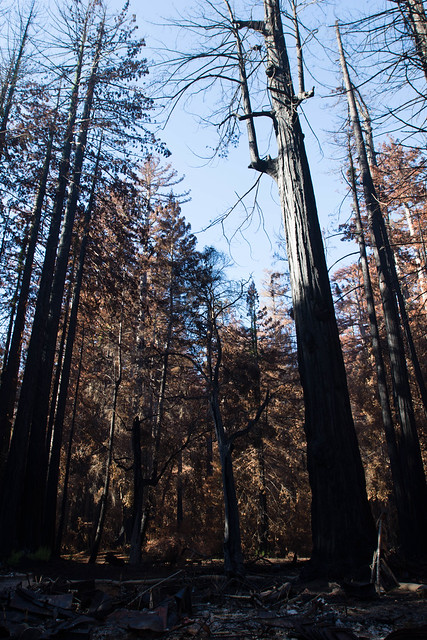 Big Basin Redwoods SP - post-fire tour