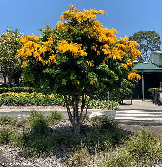 Barklya syringifolia - Barklya, Crown of Gold Tree,Golden Glory Tree