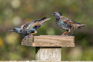 Starlings - Sturnus vulgaris