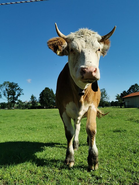 Cow Field Meadow Pasture Upper Bavaria Germany © Kuh Kuhweide Bayern Oberbayern ©