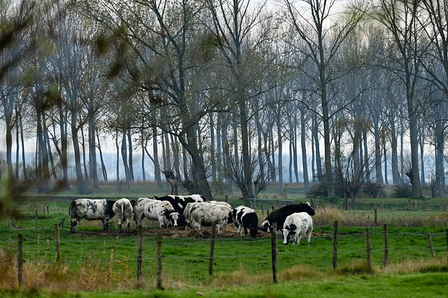 koeien in een Vlaams landschap