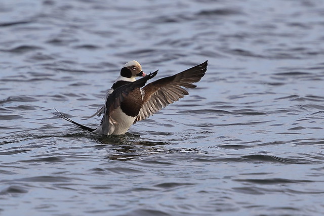 Long-tailed Duck in a flap