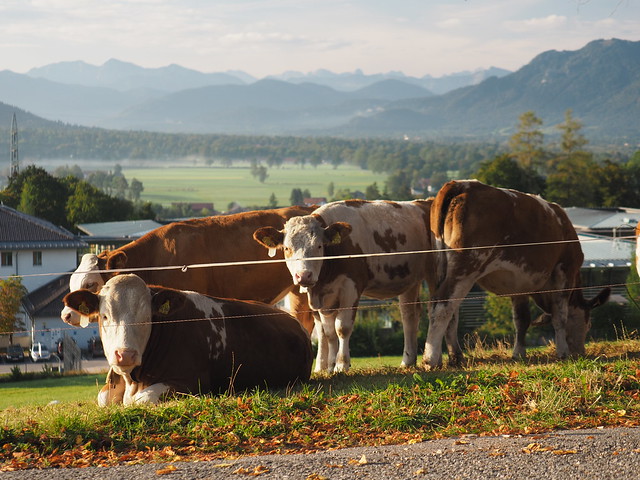 Young Cow Calf Field Meadow Pasture Upper Bavaria Germany © Kuh Kalb Kuhweide Bayern Oberbayern ©