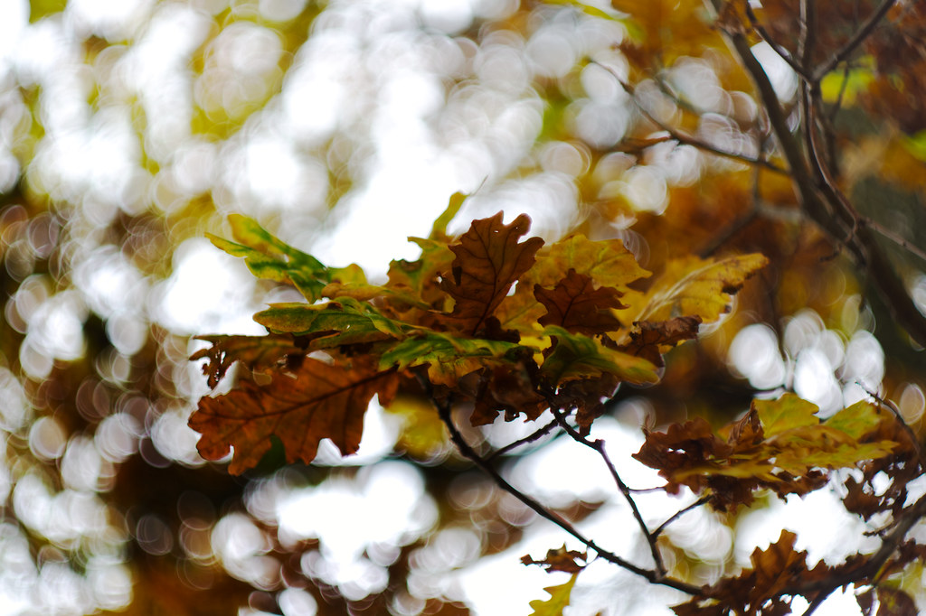 Last of the autumn leaves DSC_3363