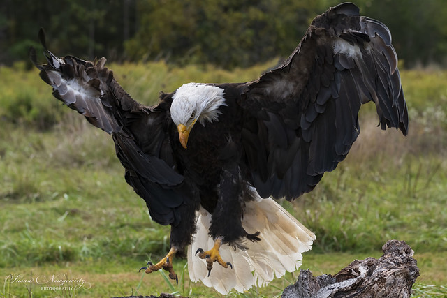 Incoming American bald eagle