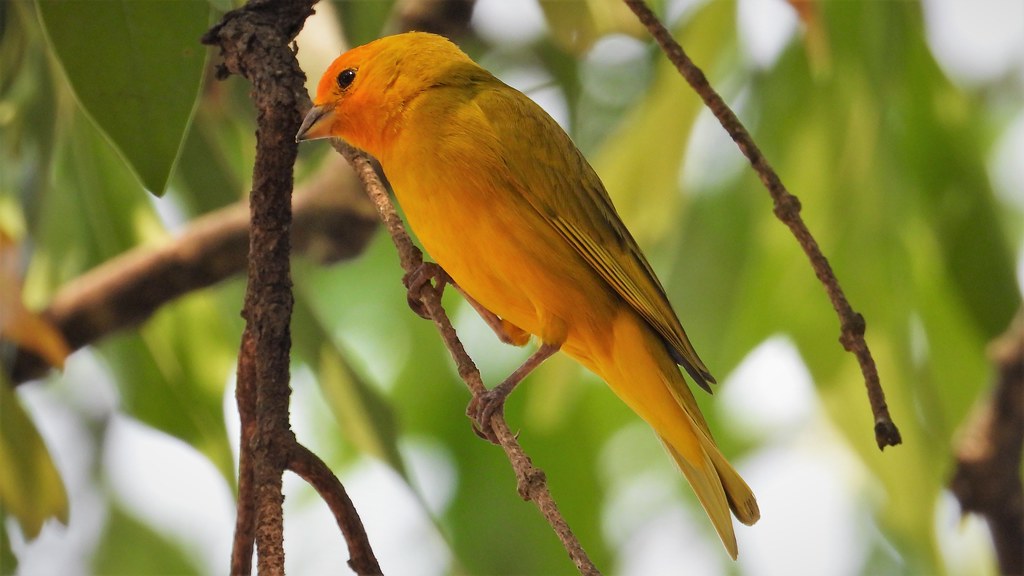 Canarinho - Saffron Finch