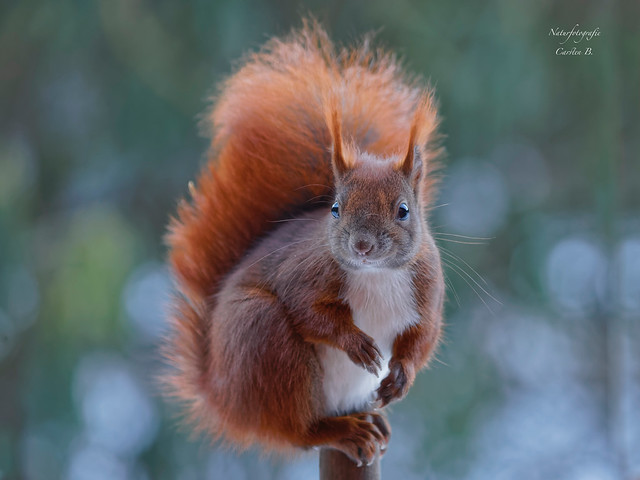 Eichhörnchen / squirrel