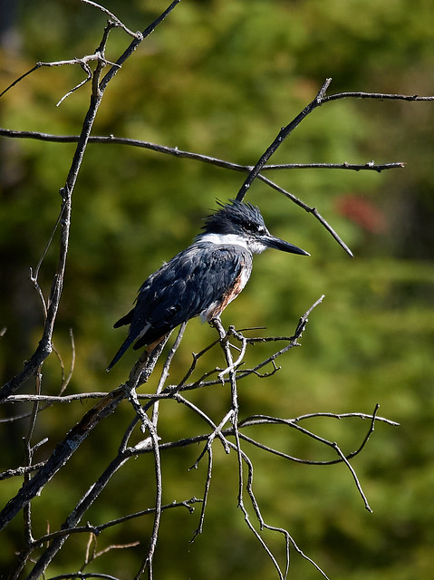 Belted Kingfisher on branch in morning light