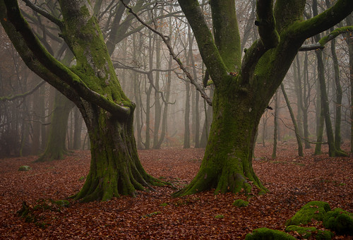 bracklinnfalls callendar tree trees mist fog landscape stirlingshire scotland nikon d810 nikond810 70200mm 70mm nikkor70200mm nikkor70200mmf28