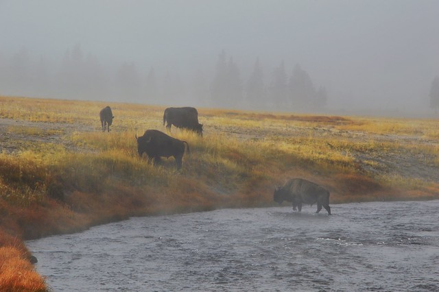 Fog and Bisons