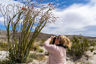 Adult woman photographer takes pictures of a flowering Ocotillo plant in bloom in Anza Borrego State Park during the California super bloom