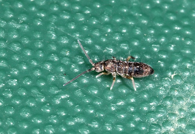 Collembola -Springtails
