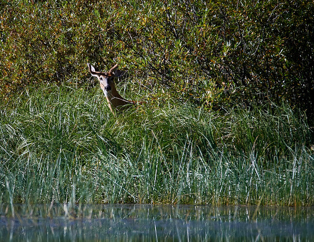 White-tail Deer buck feeding at lake shore