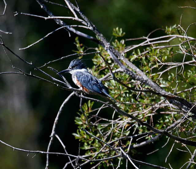 Belted Kingfisher on branch in morning light_1
