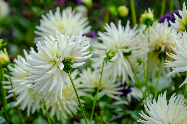 White Dahlias, the Butchart Gardens, British Columbia, Canada